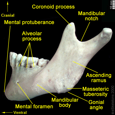 Osteology of the Skull – FORENSICS