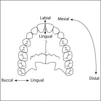 Osteology: Dentition – FORENSICS