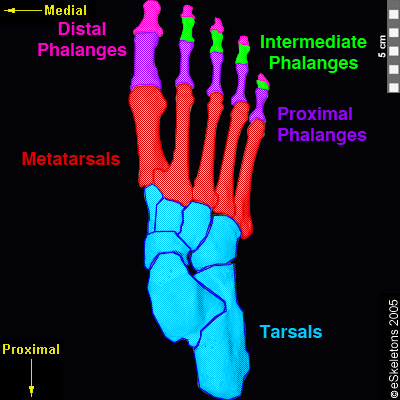 tarsal bone hand