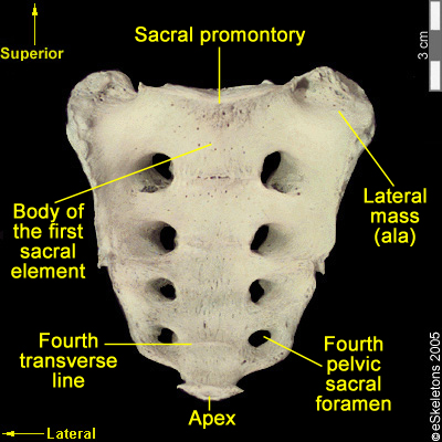 Osteology of the Vertebral Column: Sacrum & Coccyx – FORENSICS